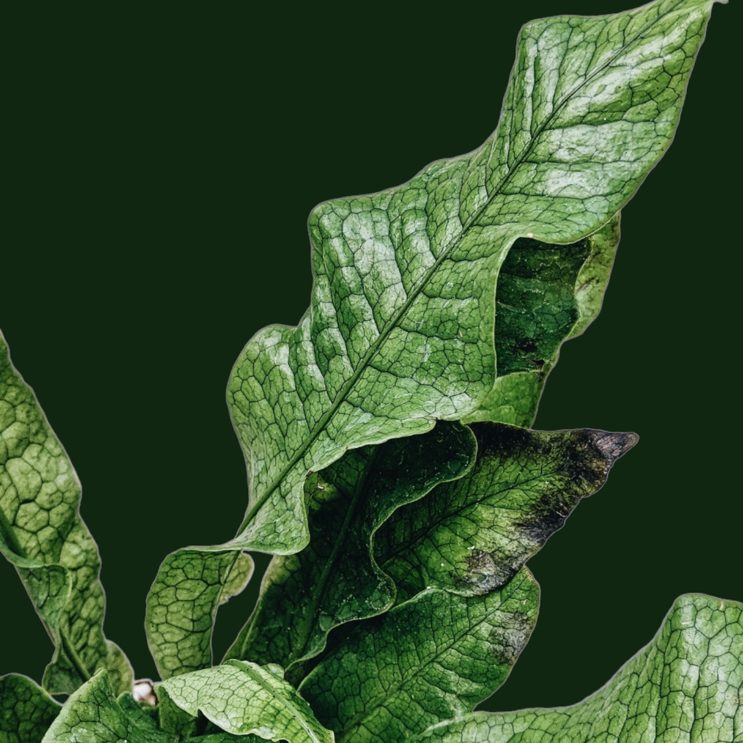 Crocodile Fern (Microsorum musifolium)