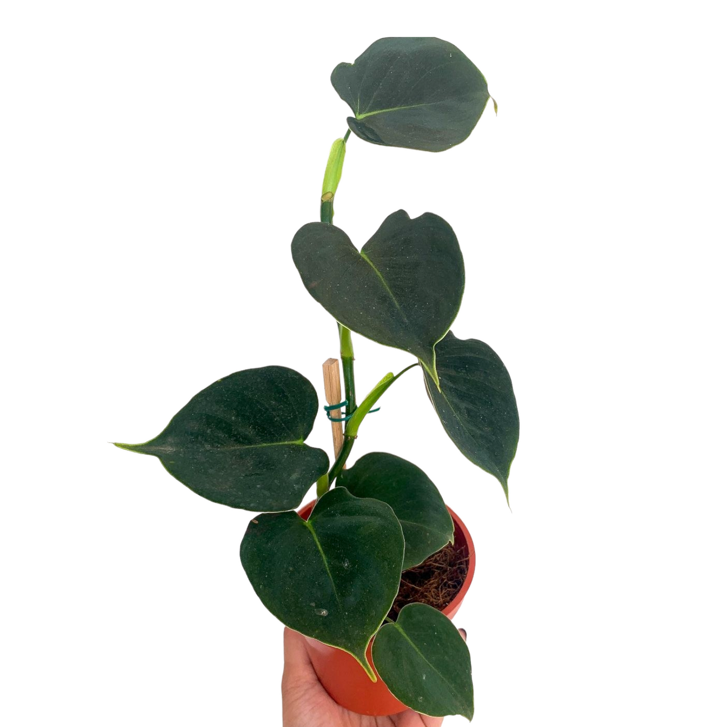 Philodendron Lupinum