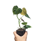 Philodendron Lupinum - Philodendron - Soiled