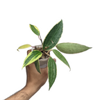 Hoya Macrophylla 'Albomarginata' - Hoya - Soiled