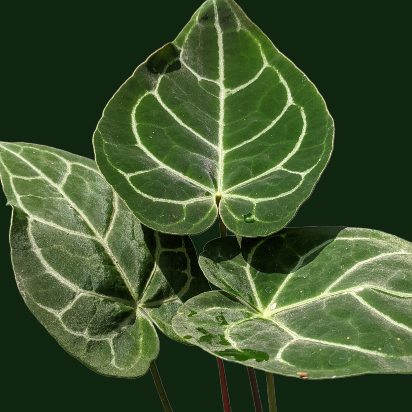 Anthurium Crystallinum