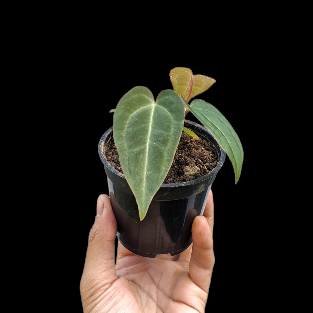 Anthurium Magnificum x Besseae - Anthrium - Soiled
