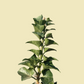 Hedera Helix Erecta English Ivy