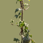 Variegated English Ivy (Hedera Helix) - Ivy - Soiled