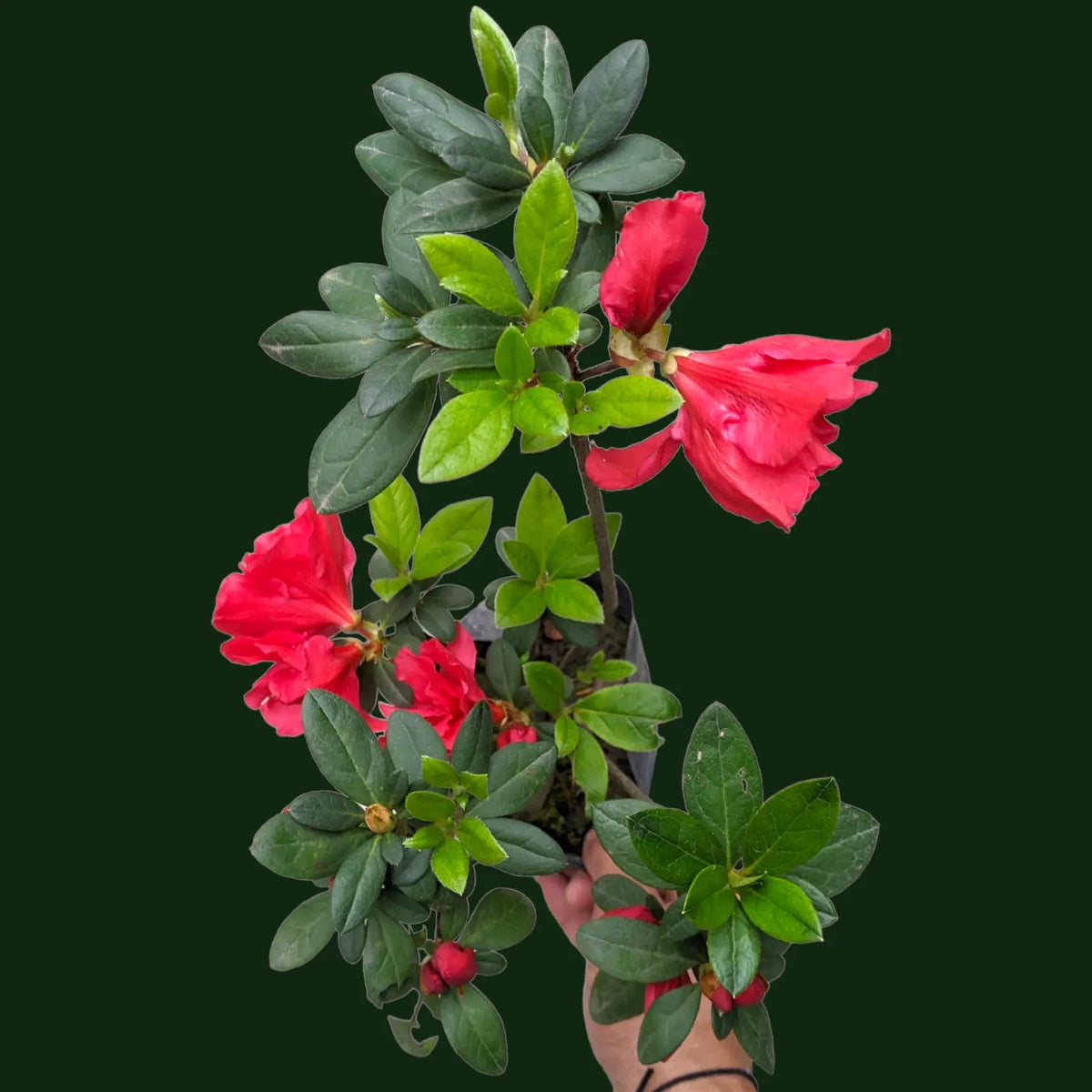 Double Red Ruffle Azalea Azalea Red Ruffle Belgian (Rhododendron) - Soiled