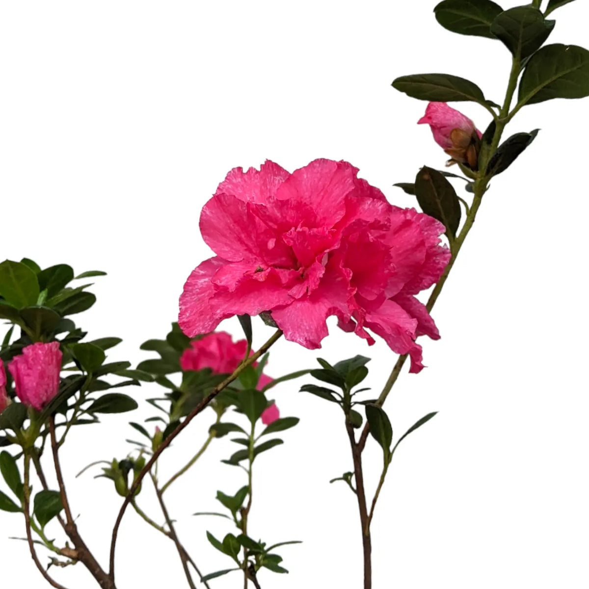 Azalée Rose Ruffels Azalea Pink Ruffle Belgian (Rhododendron)- Soiled