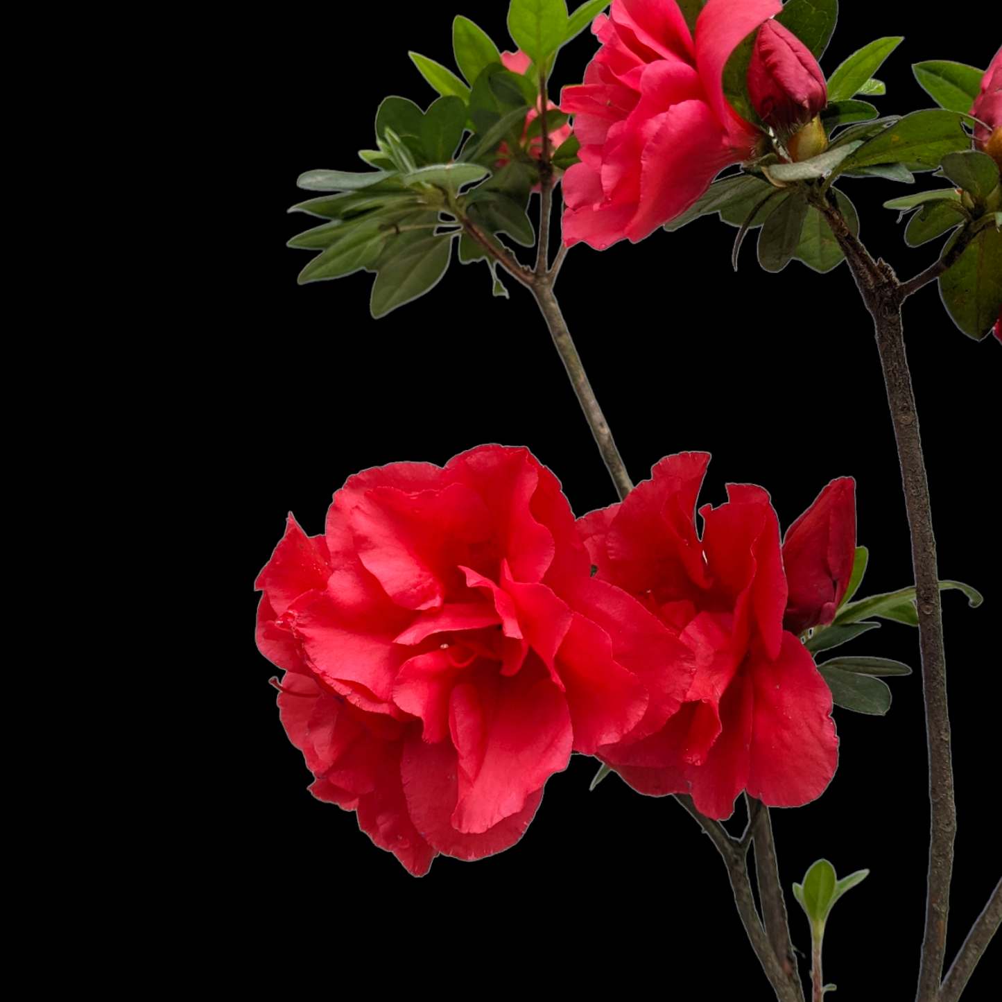 Azalea Red Ruffle Belgian (Rhododendron) - Soiled