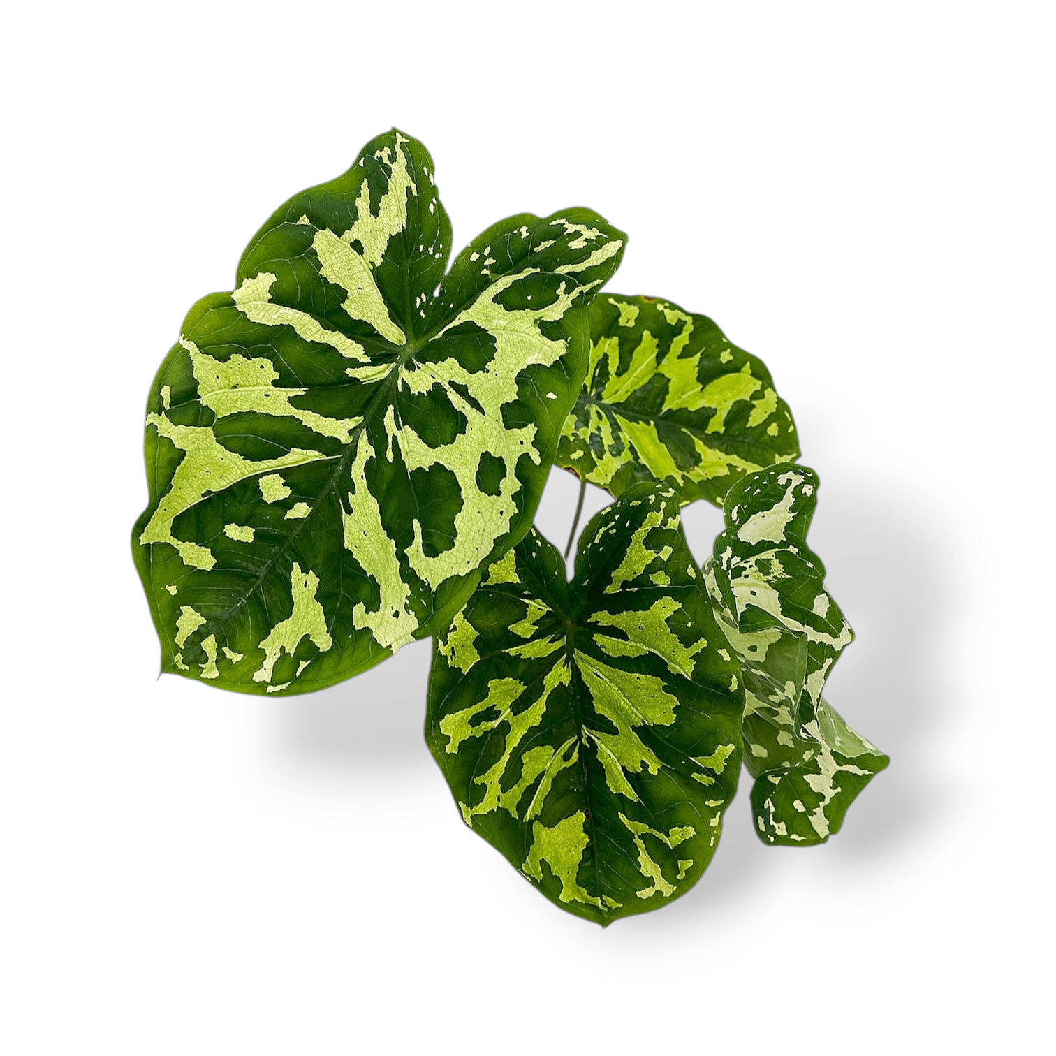 Alocasia 'Hilo Beauty' - Alocasia - Soiled