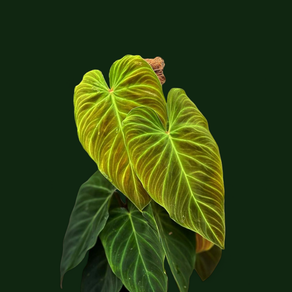 philodendron splendid mature Philodendron Splendid: Discover the Exotic Charm