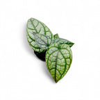 Exotic Piper Collection: Ornatum, Sylvaticum & 'Bright Eyes' - Pepper - Soiled
