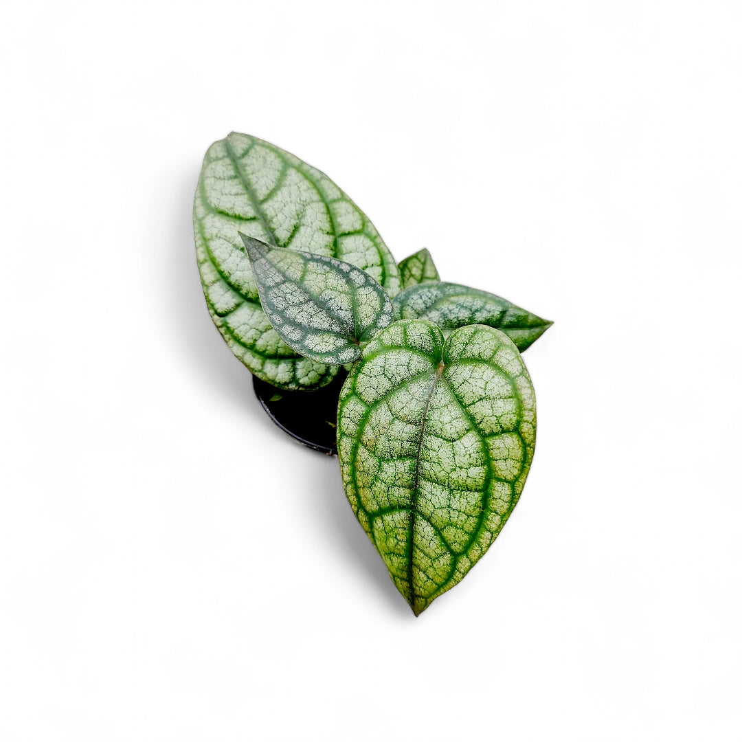 Exotic Piper Collection: Ornatum, Sylvaticum & 'Bright Eyes' - Pepper - Soiled