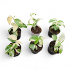 Monstera Adansonii Laniata Variegated - Monstera | Soiled