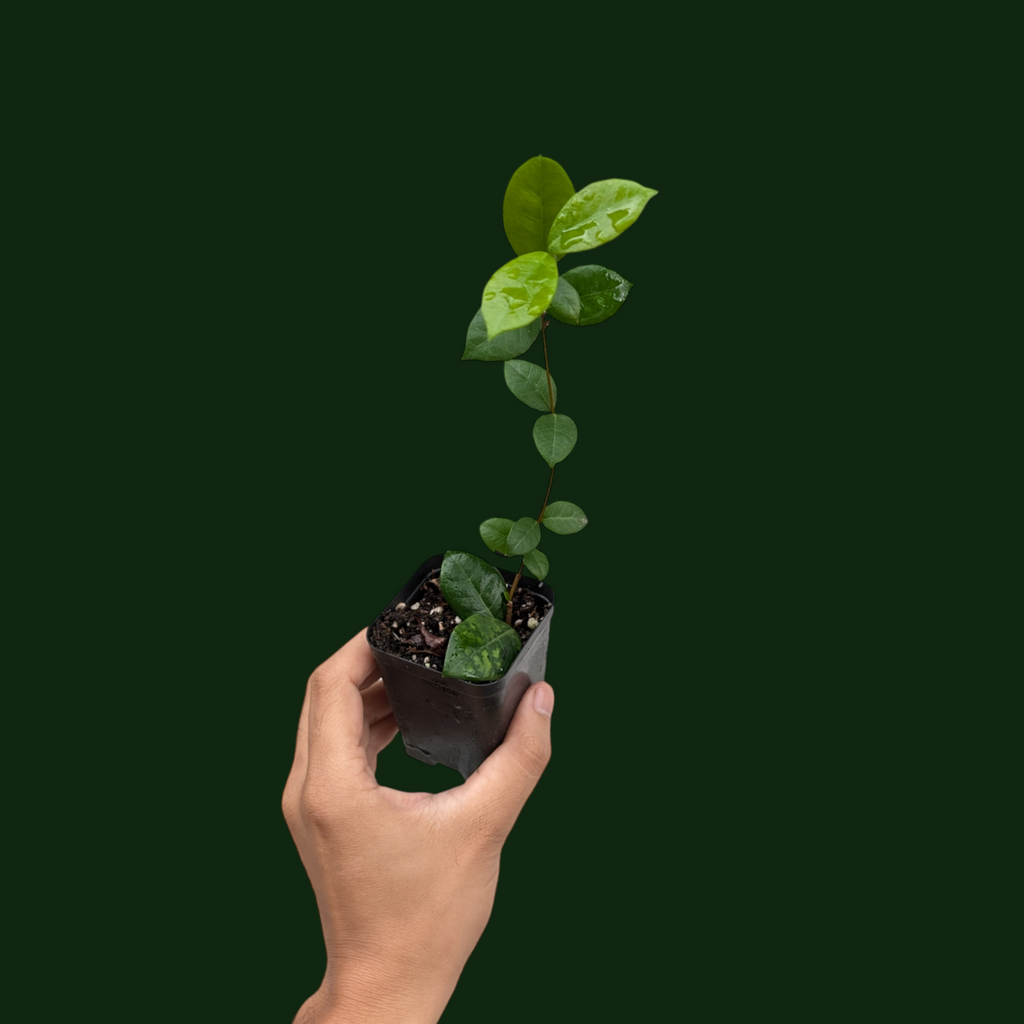 Star Jasmine Plant (Trachelospermum Jasminoides) - Jasmine | Soiled