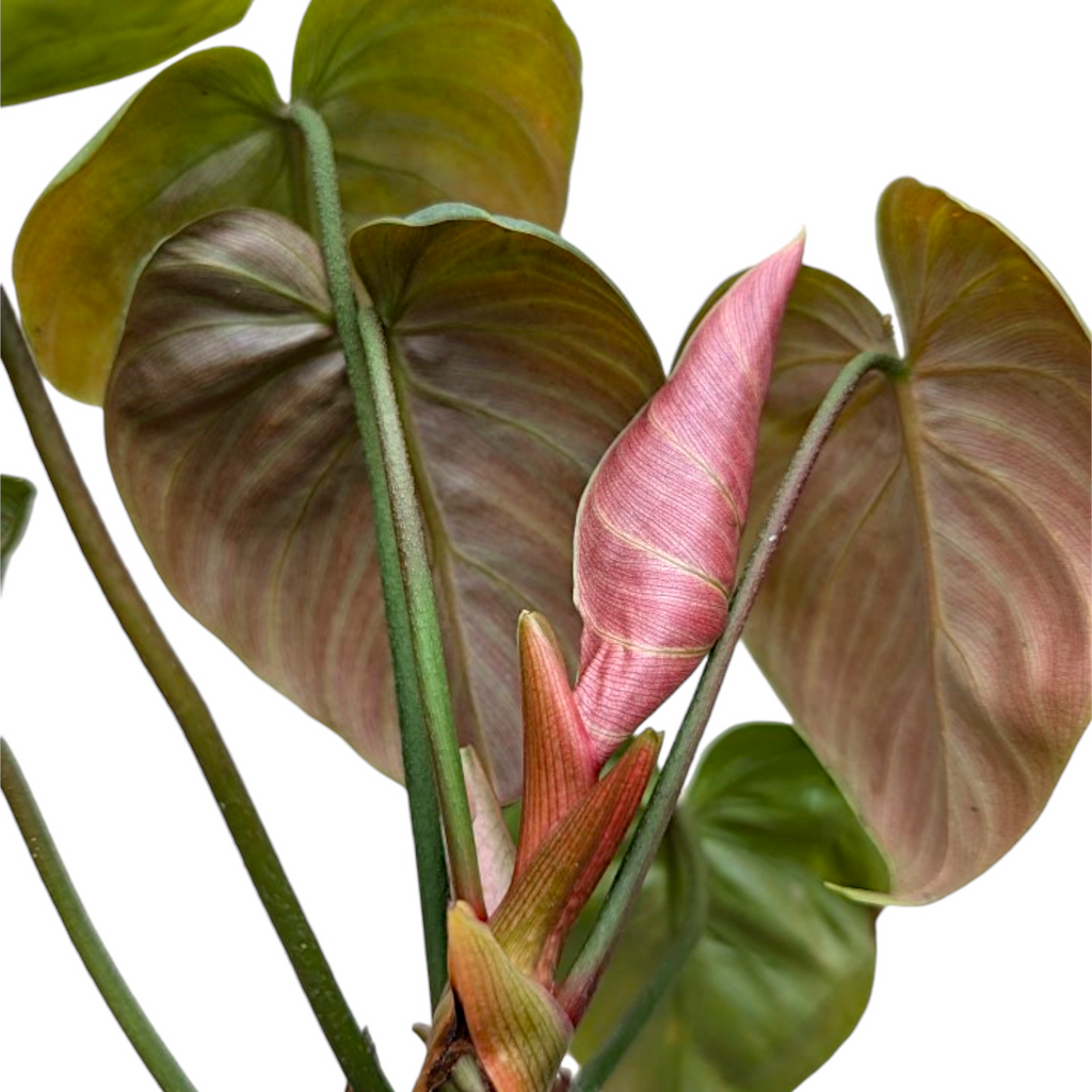 Philodendron El Choco Red