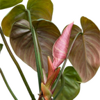 Philodendron El Choco Red