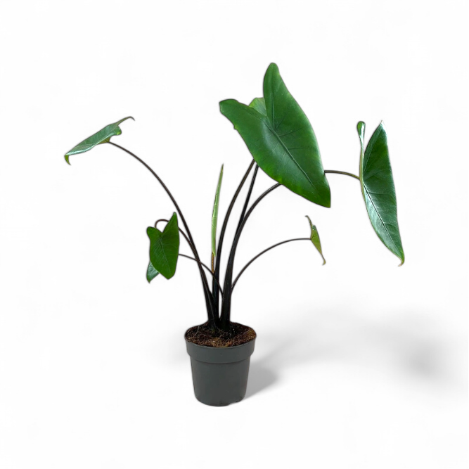 Alocasia Zebrina 'Black Stem'