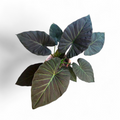 Alocasia Regal Shield - Alocasia | Soiled
