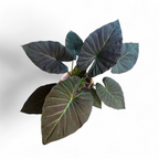Alocasia Regal Shield - Alocasia | Soiled