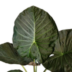 Alocasia Regal Shield - Alocasia | Soiled