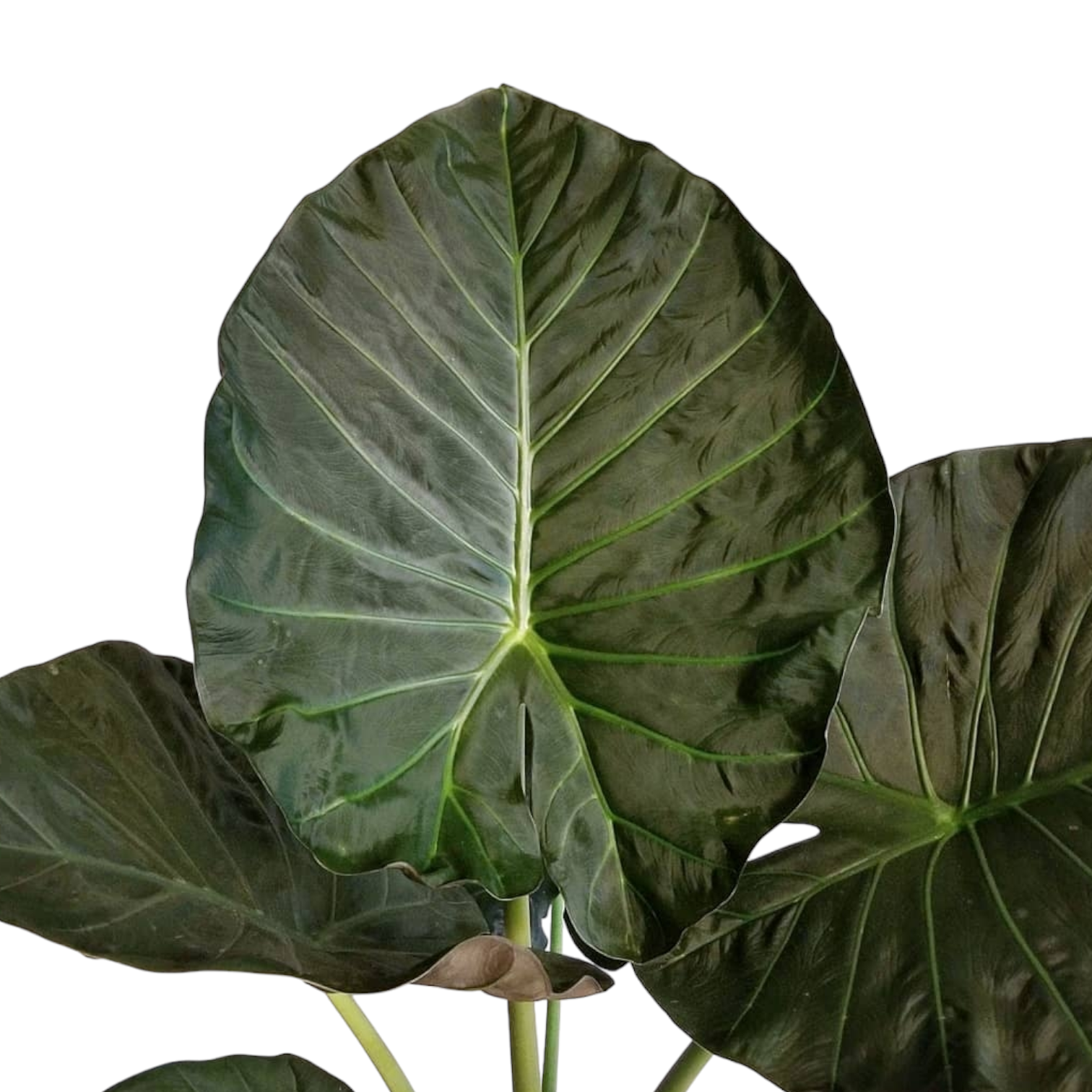 Alocasia Regal Shield - Alocasia | Soiled