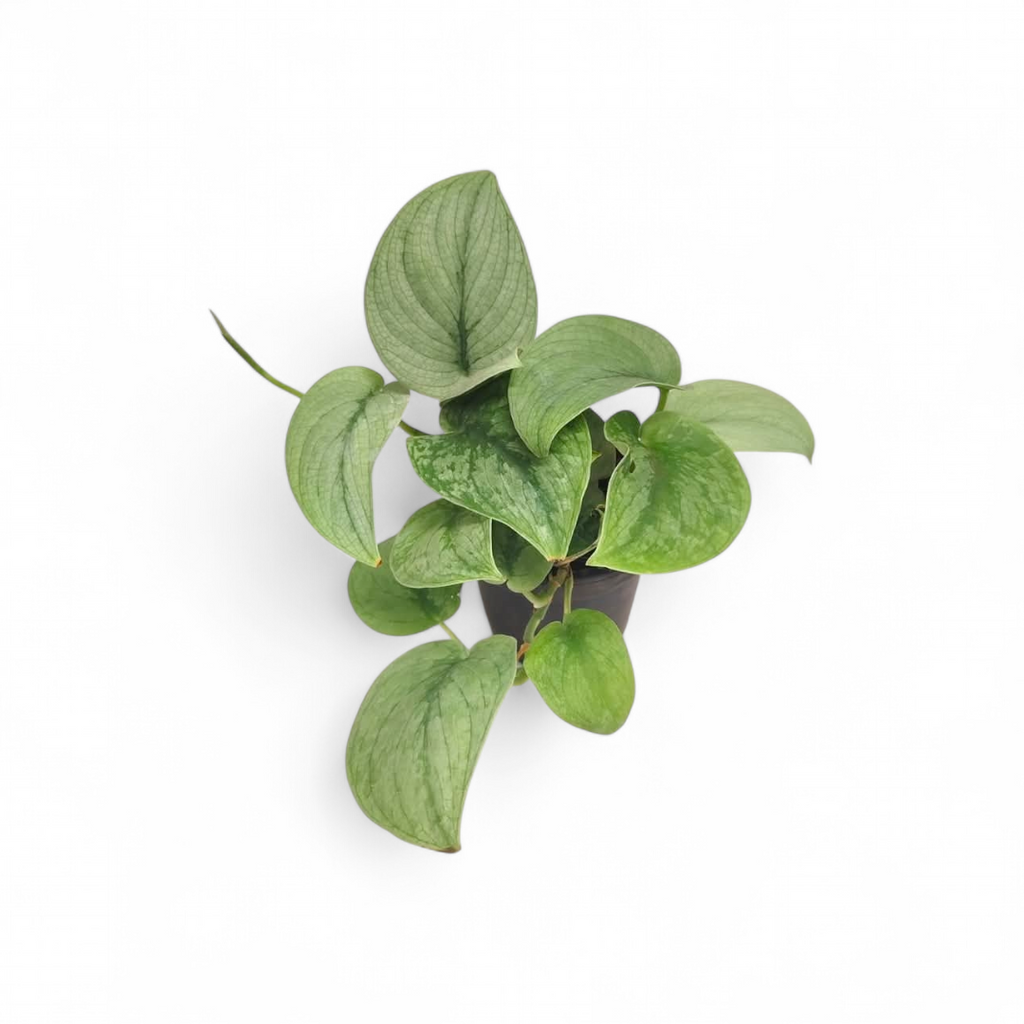 Scindapsus 'Silver Hero' - Scindapsus - Soiled