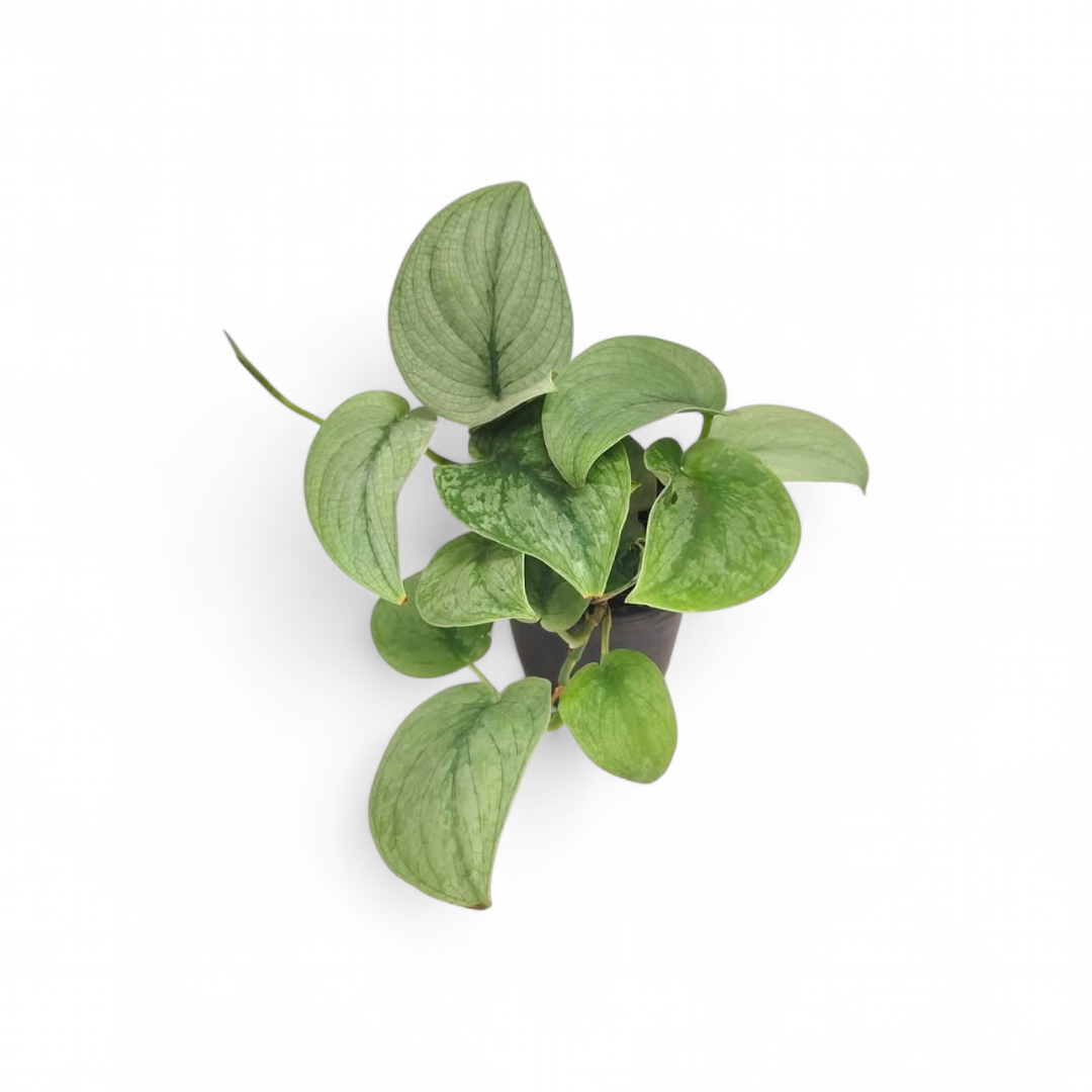 Scindapsus 'Silver Hero' - Scindapsus - Soiled