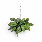 Scindapsus Treubii 'Moonlight' - Scindapsus - Soiled