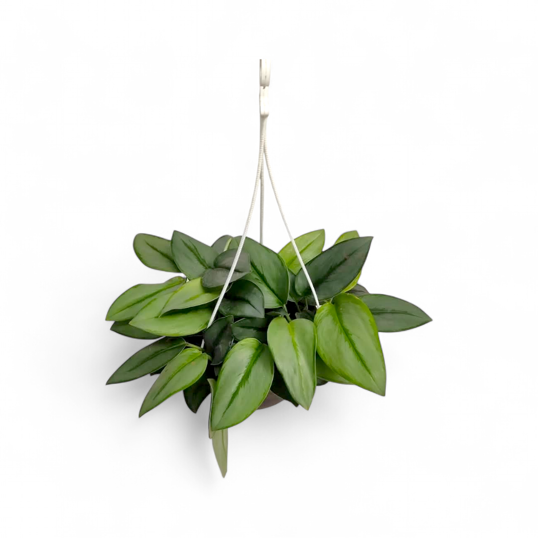 Scindapsus Treubii 'Moonlight' - Scindapsus - Soiled