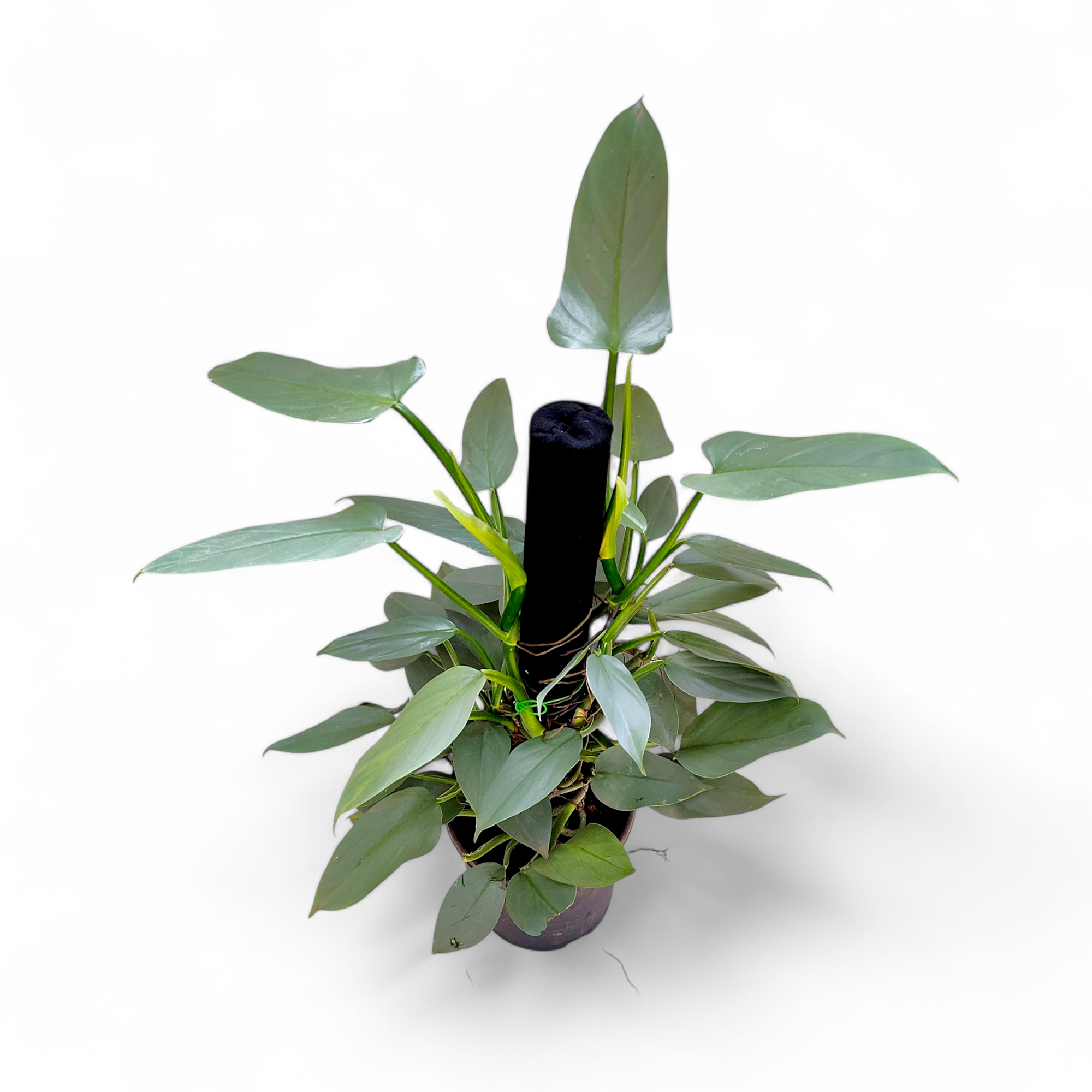 Philodendron Hastatum - Philodendron - Soiled