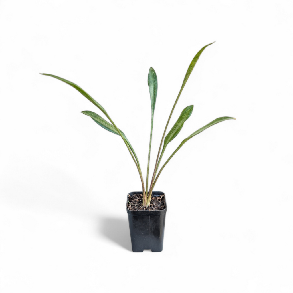 Sansevieria Concinna (Spoon Leaf) - Sansevieria - Soiled