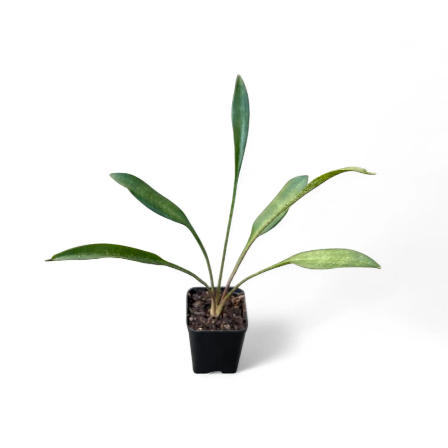 sansevieria concinna spoon leaf Sansevieria Concinna (Spoon Leaf) – Soiled