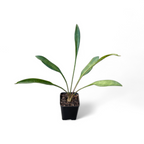 Sansevieria Concinna (Spoon Leaf) - Sansevieria - Soiled