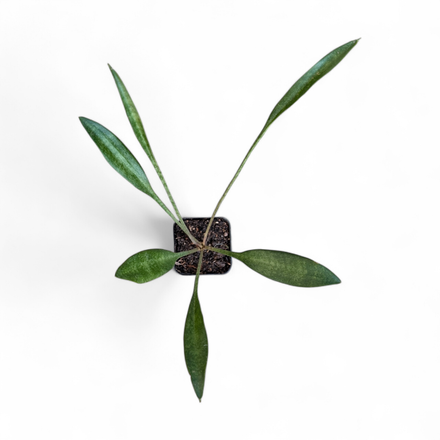 sansevieria concinna spoon Sansevieria Concinna (Spoon Leaf) – Soiled