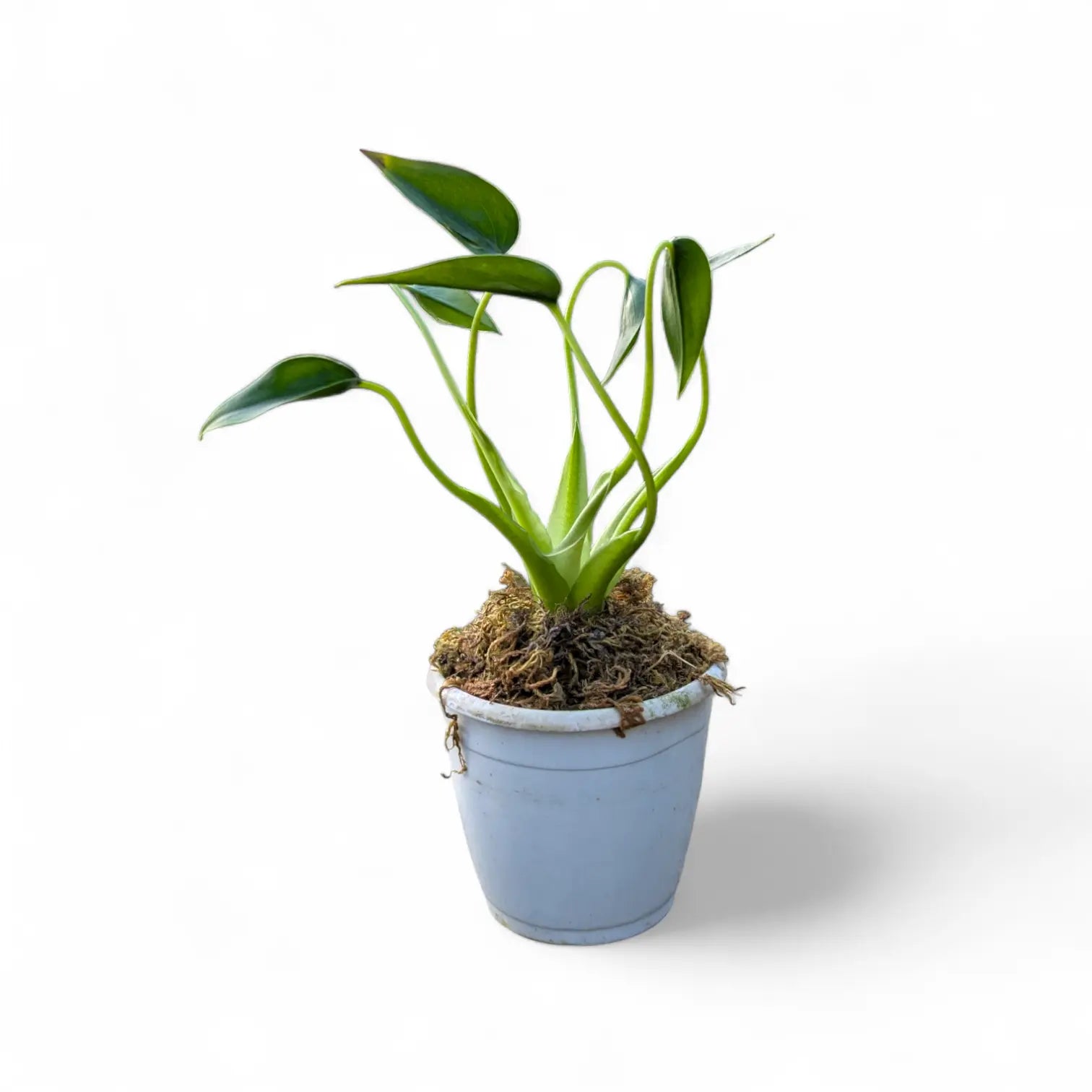 philodendron tiny dancer Alocasia Tiny Dancer – Soiled