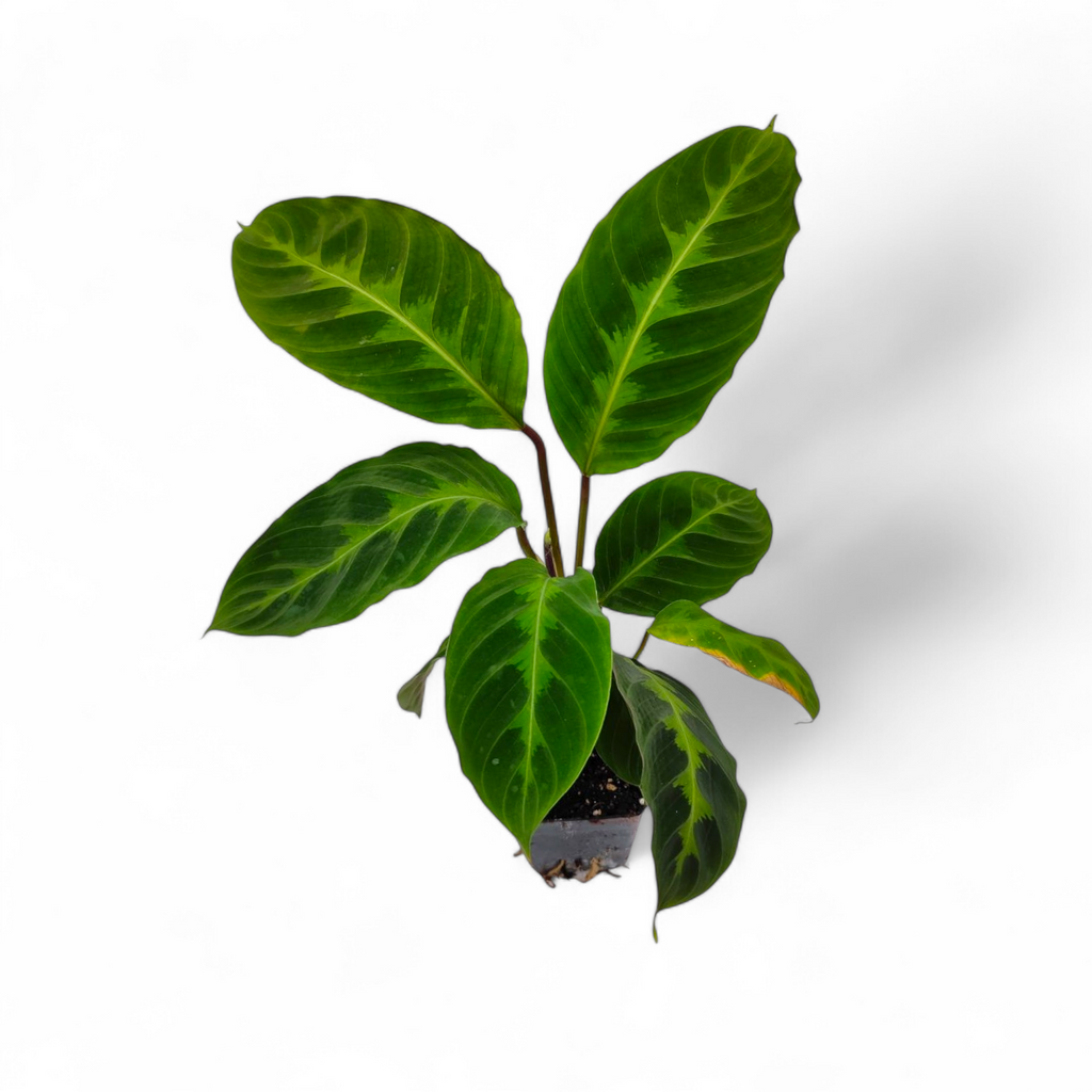 Calathea Warscewiczii (Jungle Velvet) - Indoor & Outdoor Plants - Soiled
