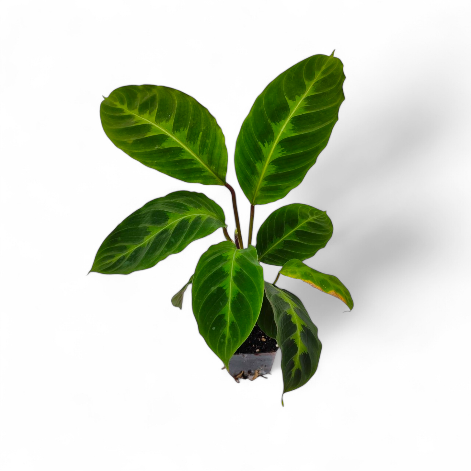 Calathea Warscewiczii (Jungle Velvet) - Indoor & Outdoor Plants - Soiled