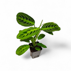 Maranta 'Lemon Lime' - Marantaceae | Soiled