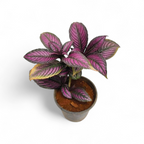 Persian Shield (Strobilanthes Dyerianus) - Plants - Soiled