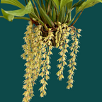 Coelogyne Rochussenii - Mature Plant - Orchid - Soiled