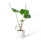 Alocasia Stingray - Alocasia - Soiled