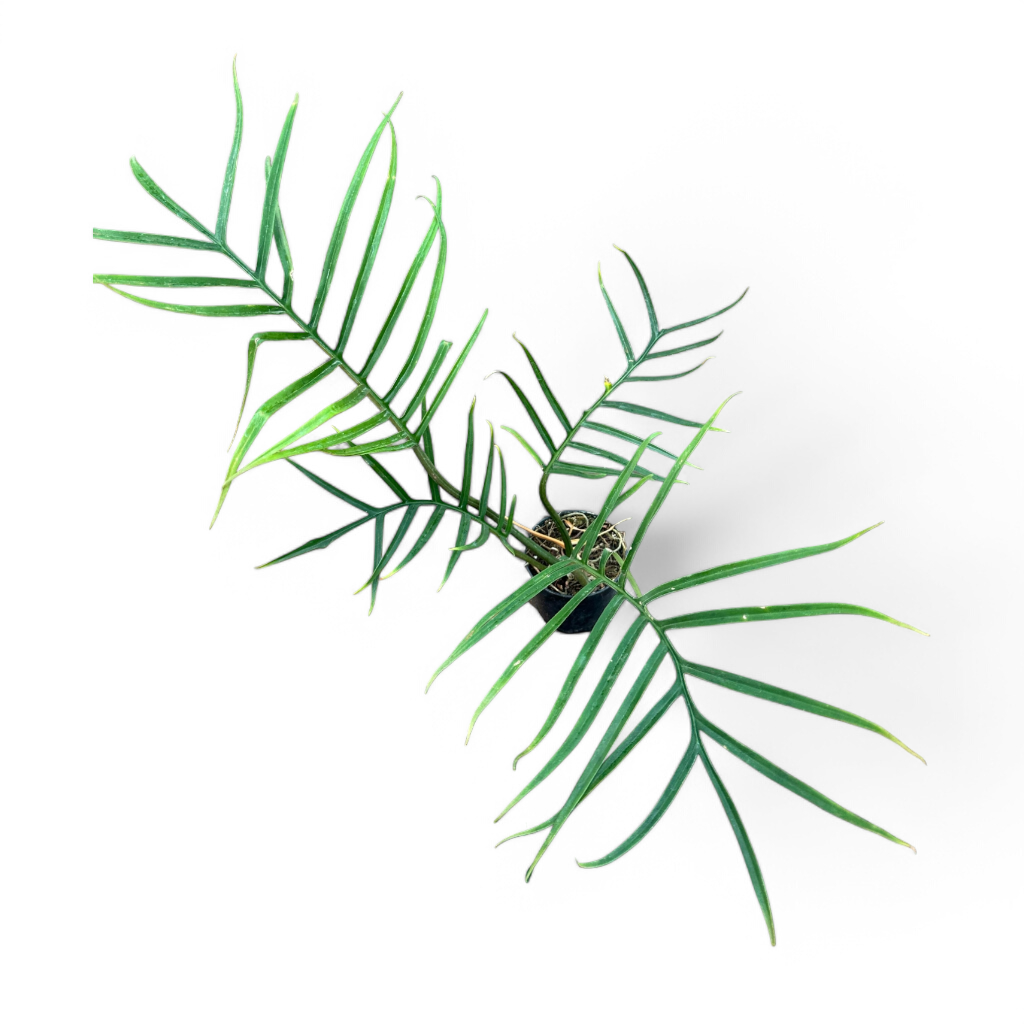 Philodendron Tortum - Philodendron - Soiled