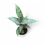 Apoballis acuminatissima 'Lavallaei' - Apoballis - Soiled