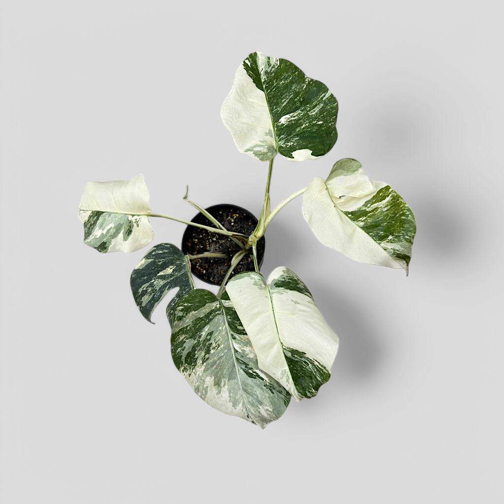 Variegated Monstera (Albo Borsigiana) - Indoor & Outdoor Plants - Soiled