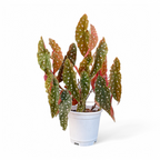 Begonia Maculata - Begonia - Soiled