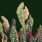 Begonia Maculata - Begonia - Soiled