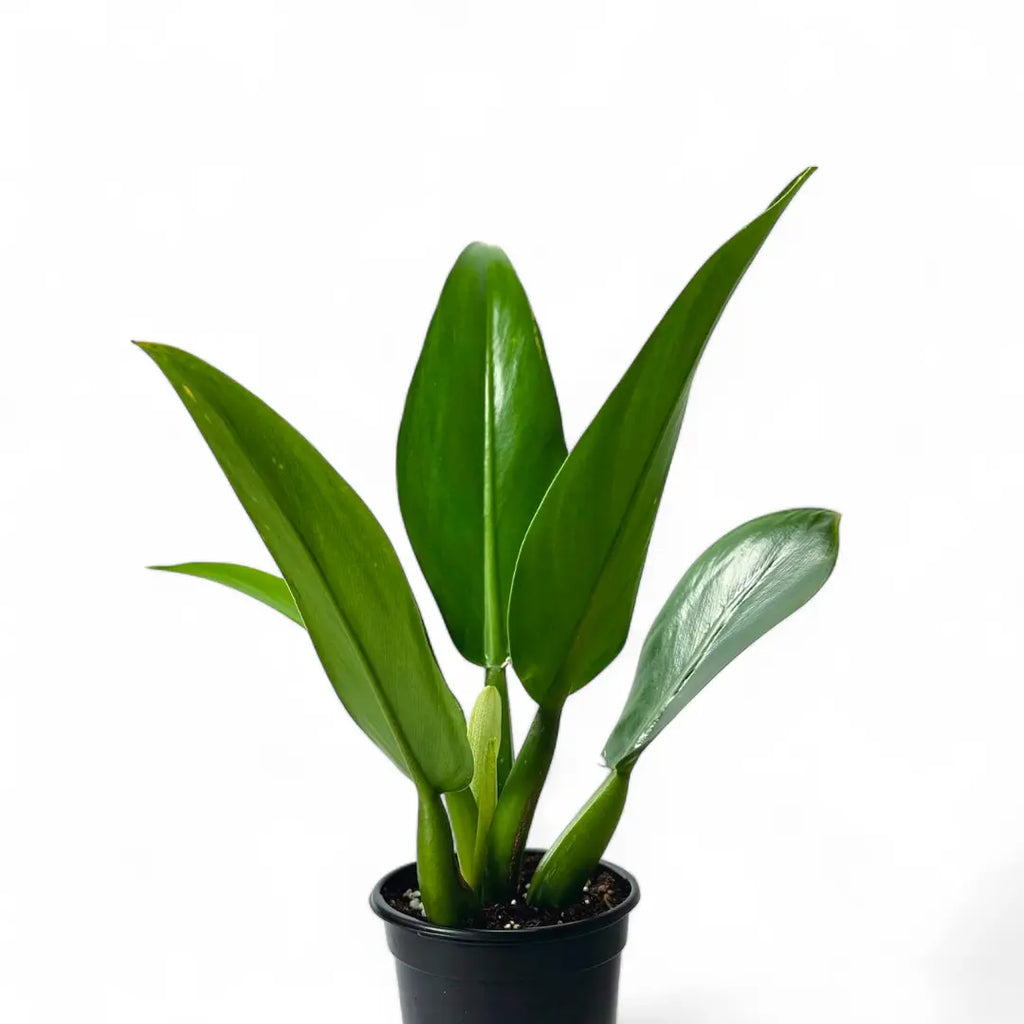 philodendron cannifolium common name Philodendron Martianum 'Fat Boy'