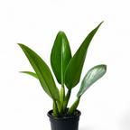 Philodendron Martianum 'Fat Boy' - Philodendron - Soiled