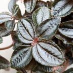 Pilea Bronze (Pilea Spruceana) Close Up