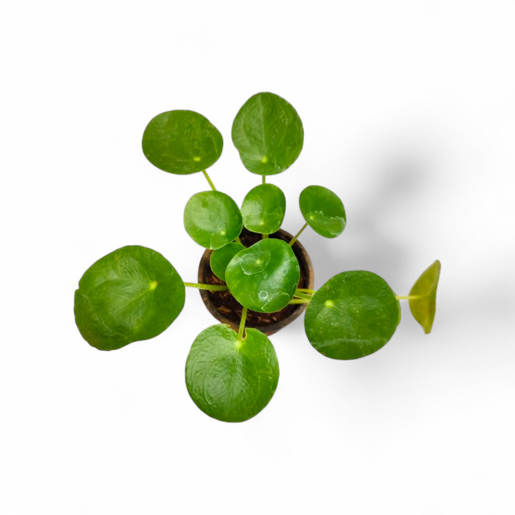 Pilea Peperomioides - Pilea - Soiled