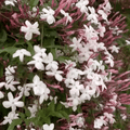 Pink American Jasmine (Jasminum polyanthum) - Flowering Creeper - Soiled